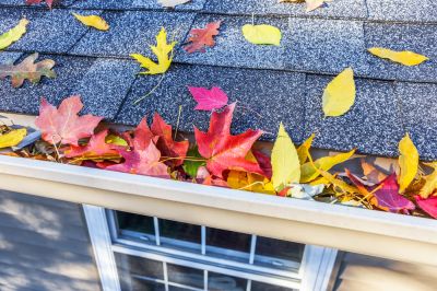 Prevent Water Damage with Roof Leaf Removal!